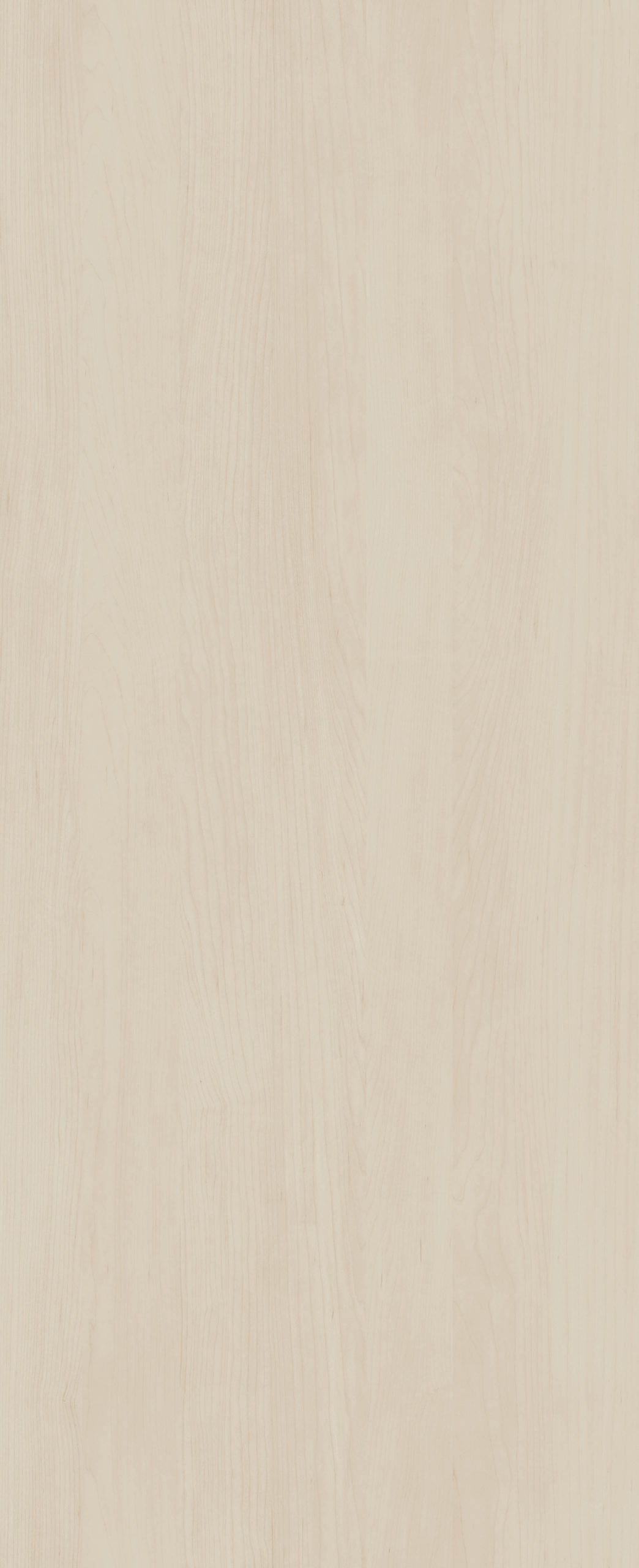 VELVET MAPLE