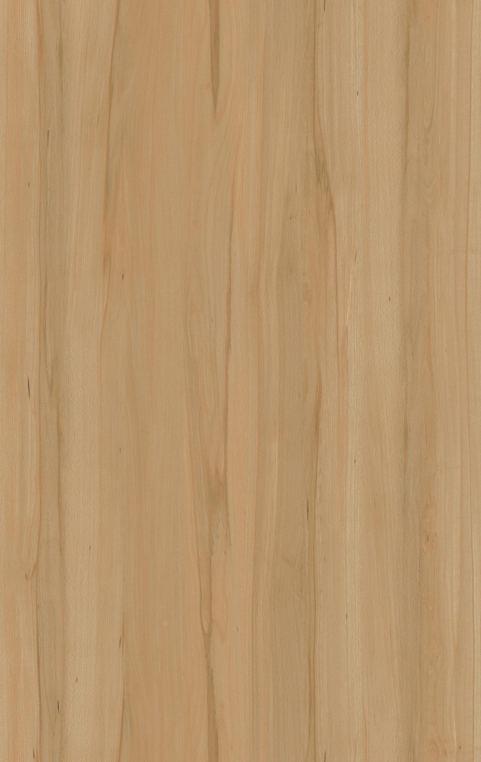 LOVELY BEECH