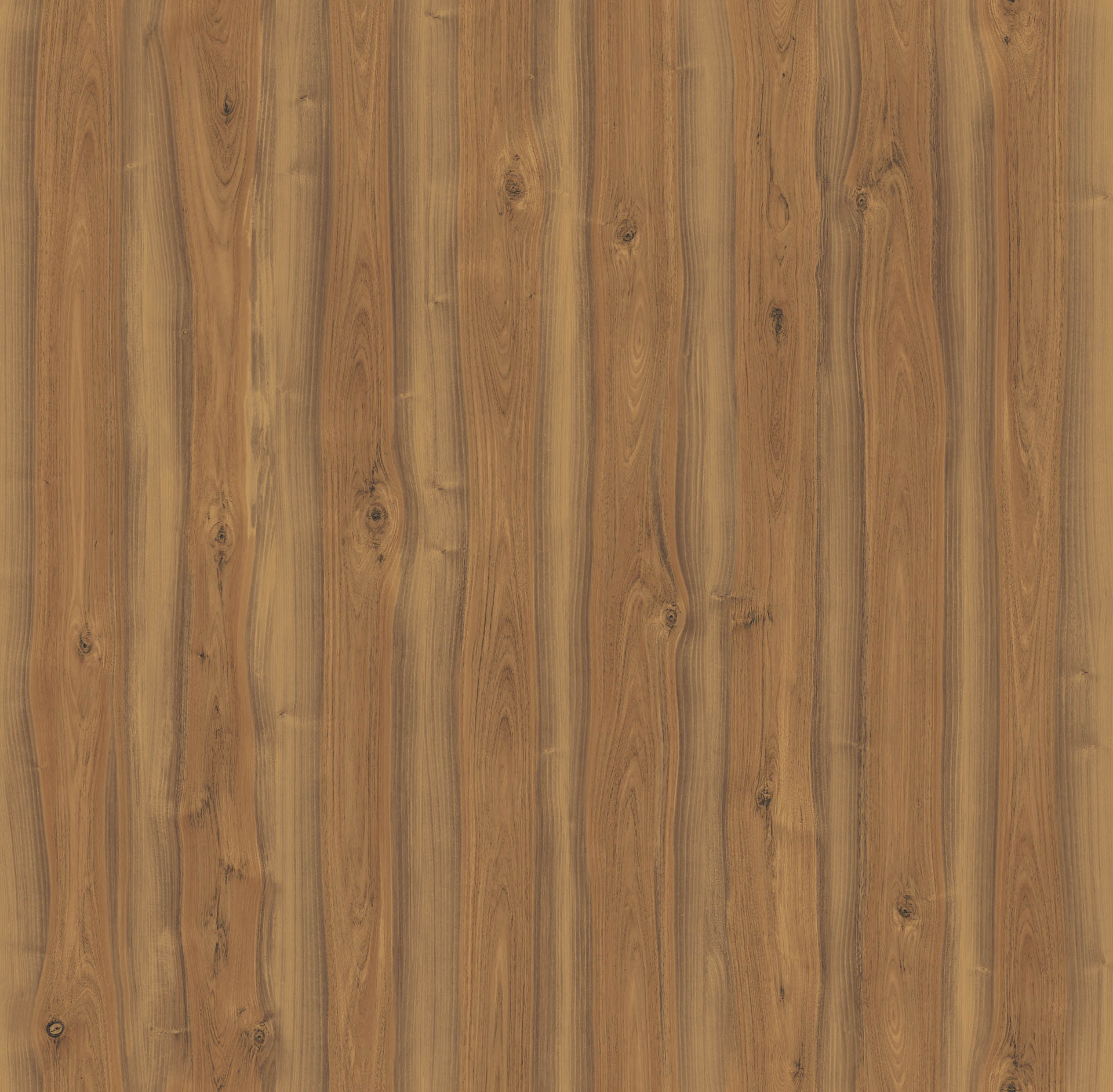 SPANISH WALNUT