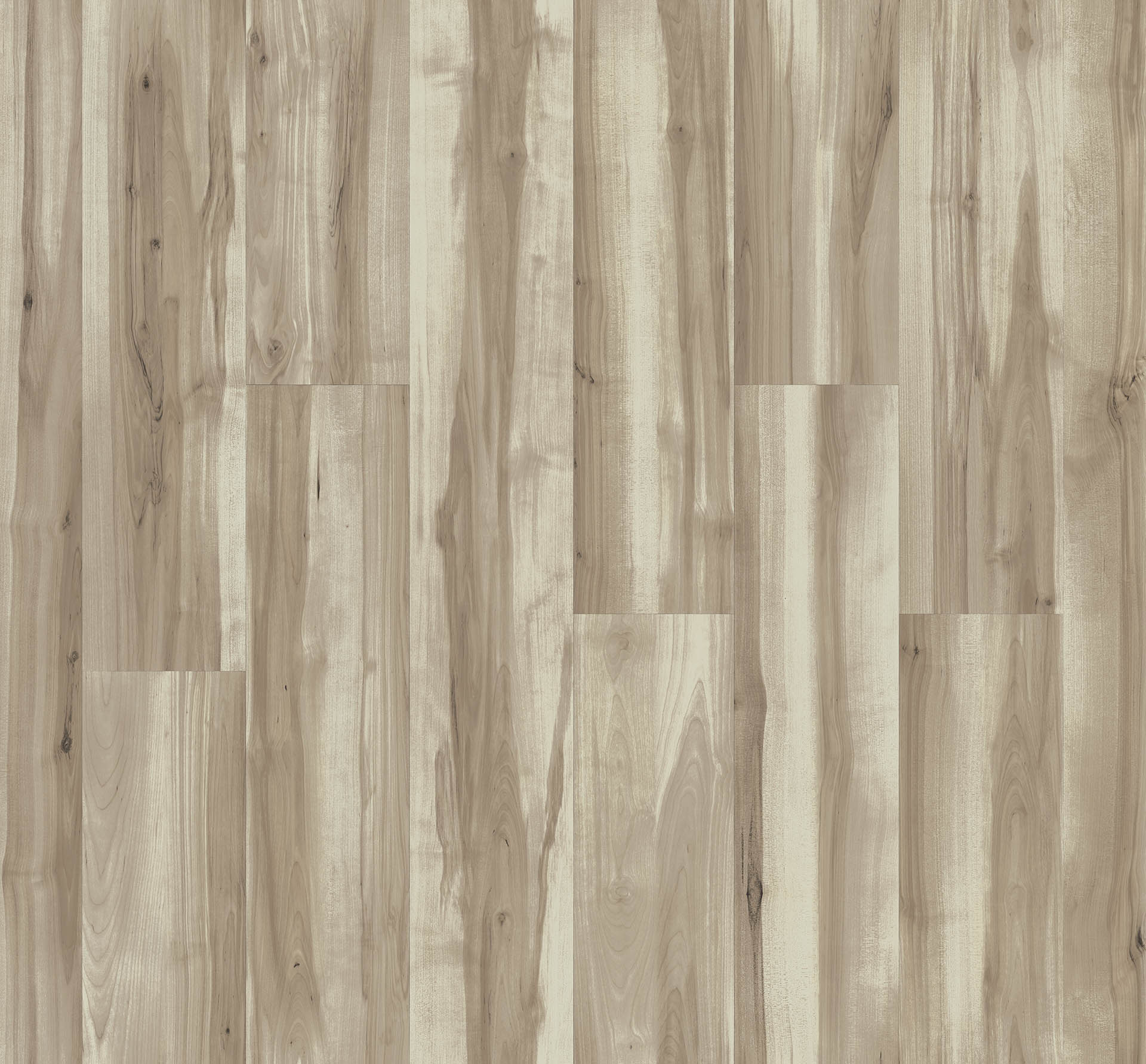 NORTHERN BIRCH