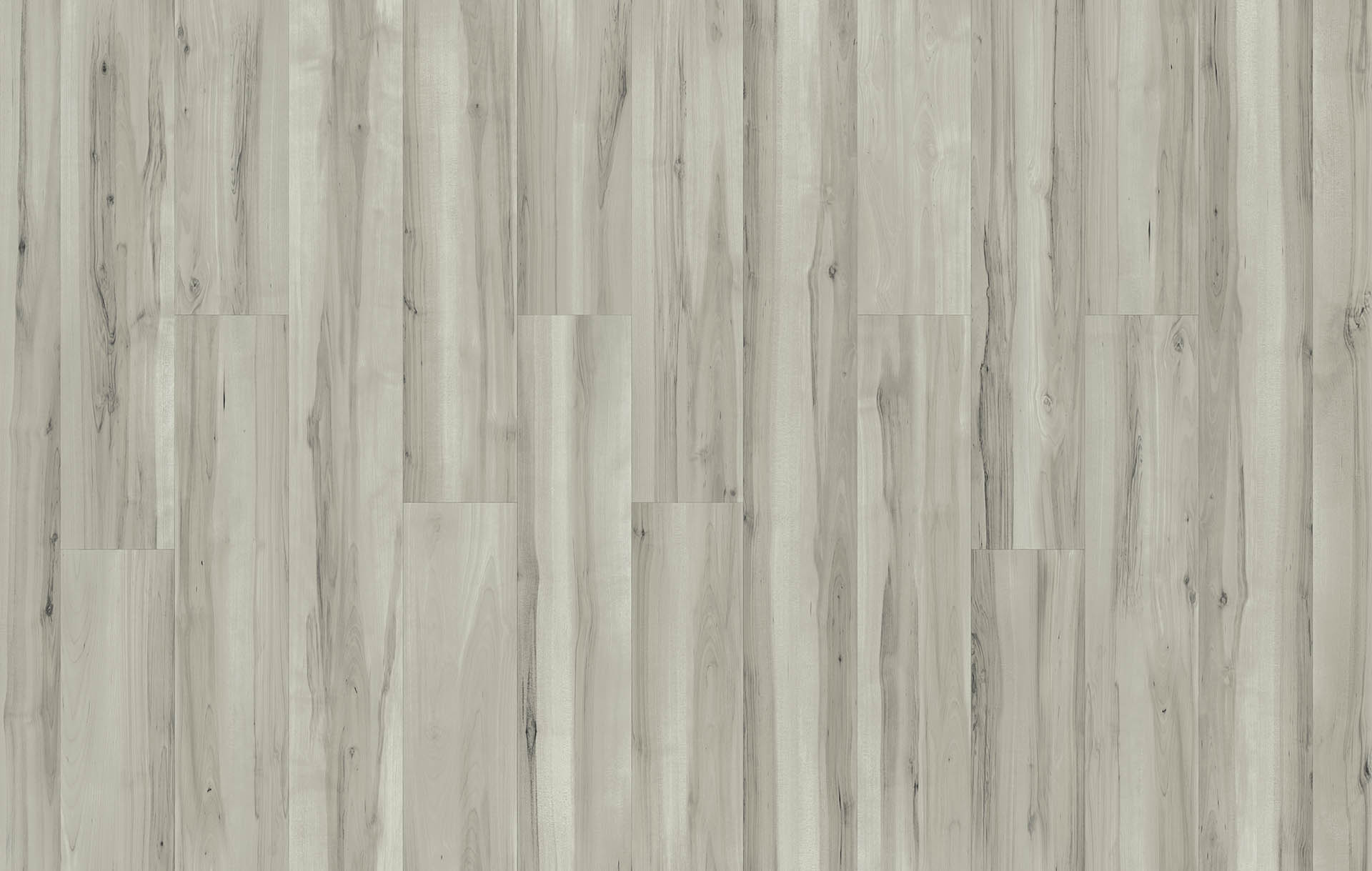NORTHERN BIRCH