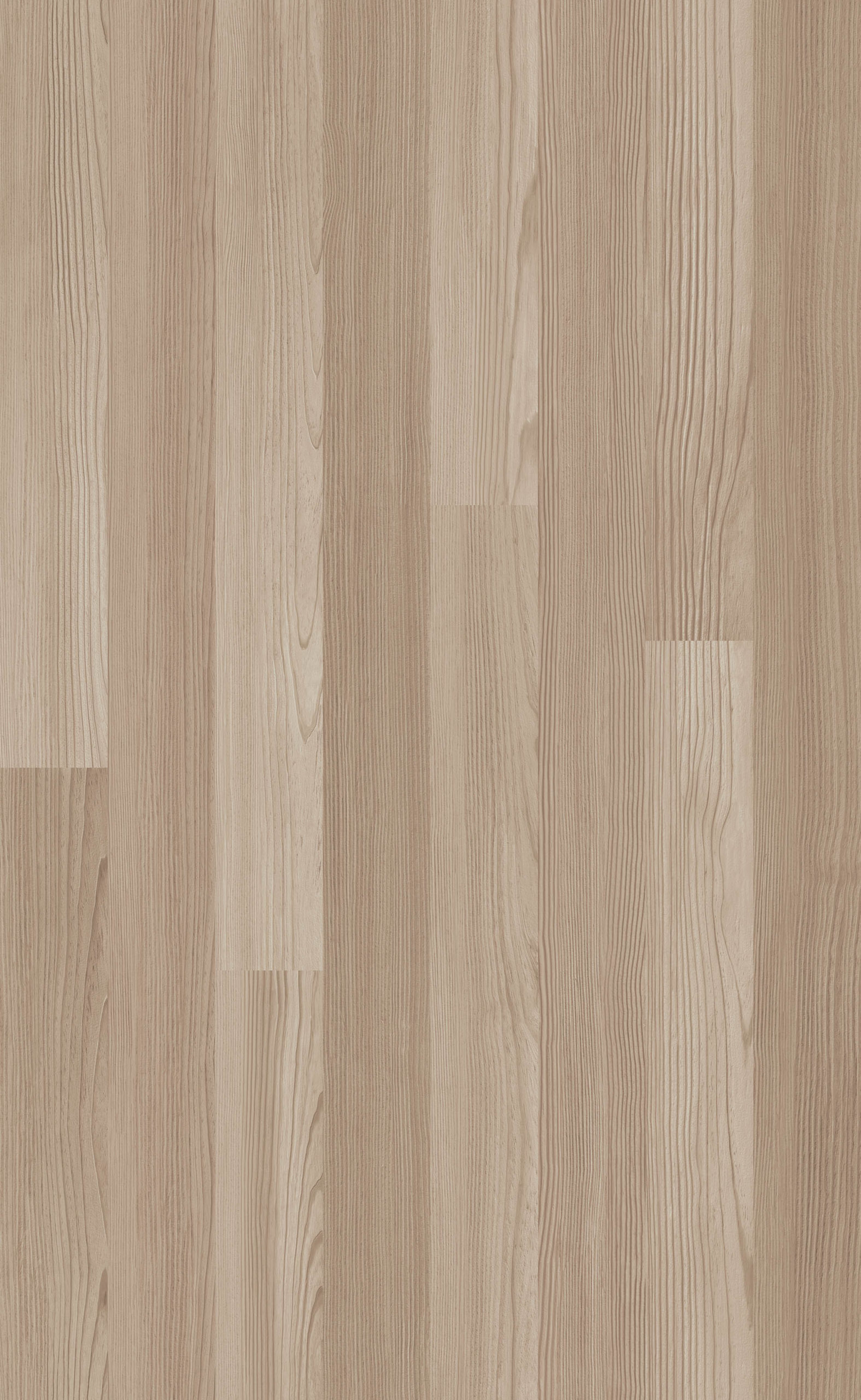 BLACK SEA PINE