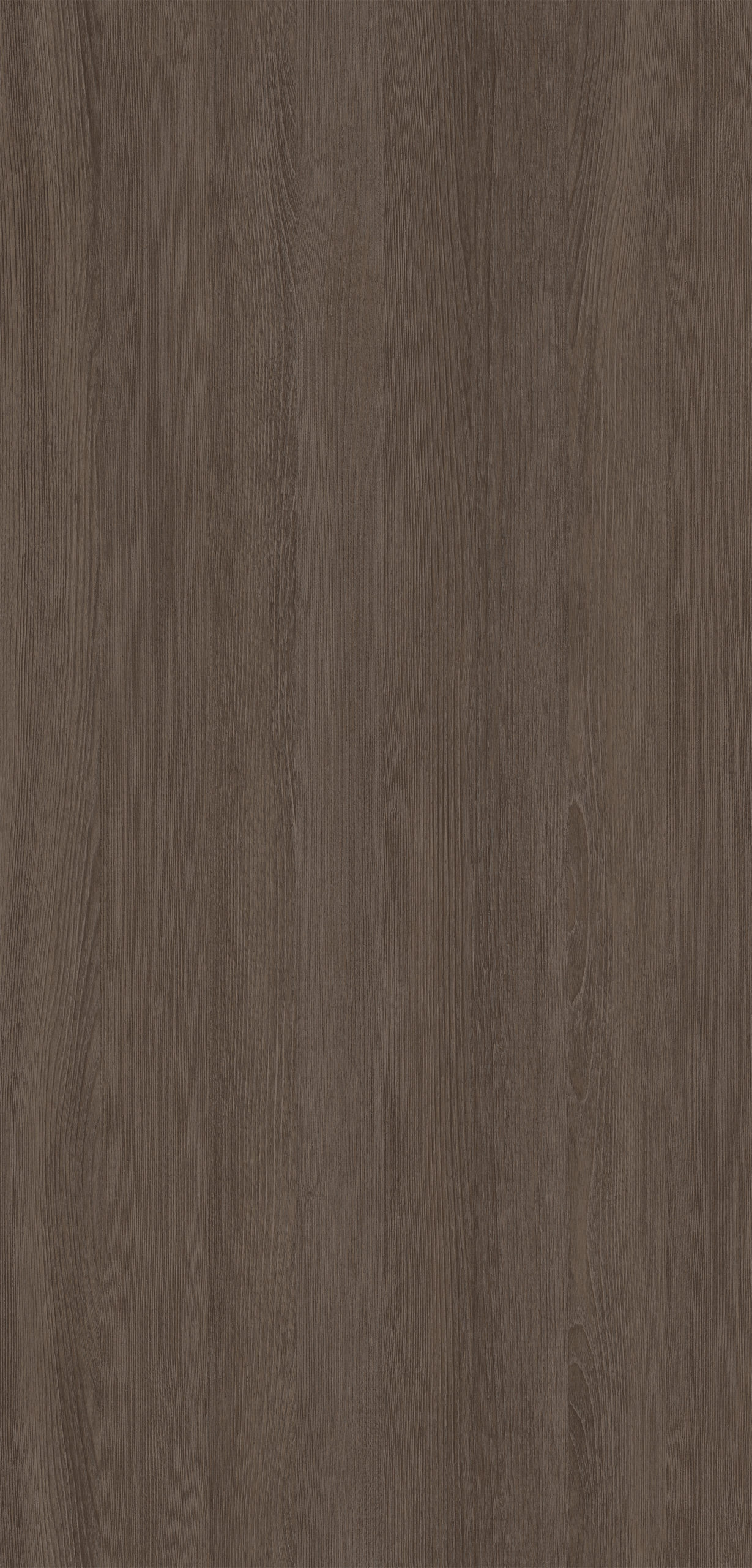 BUTTERFLY ELM (EIR)