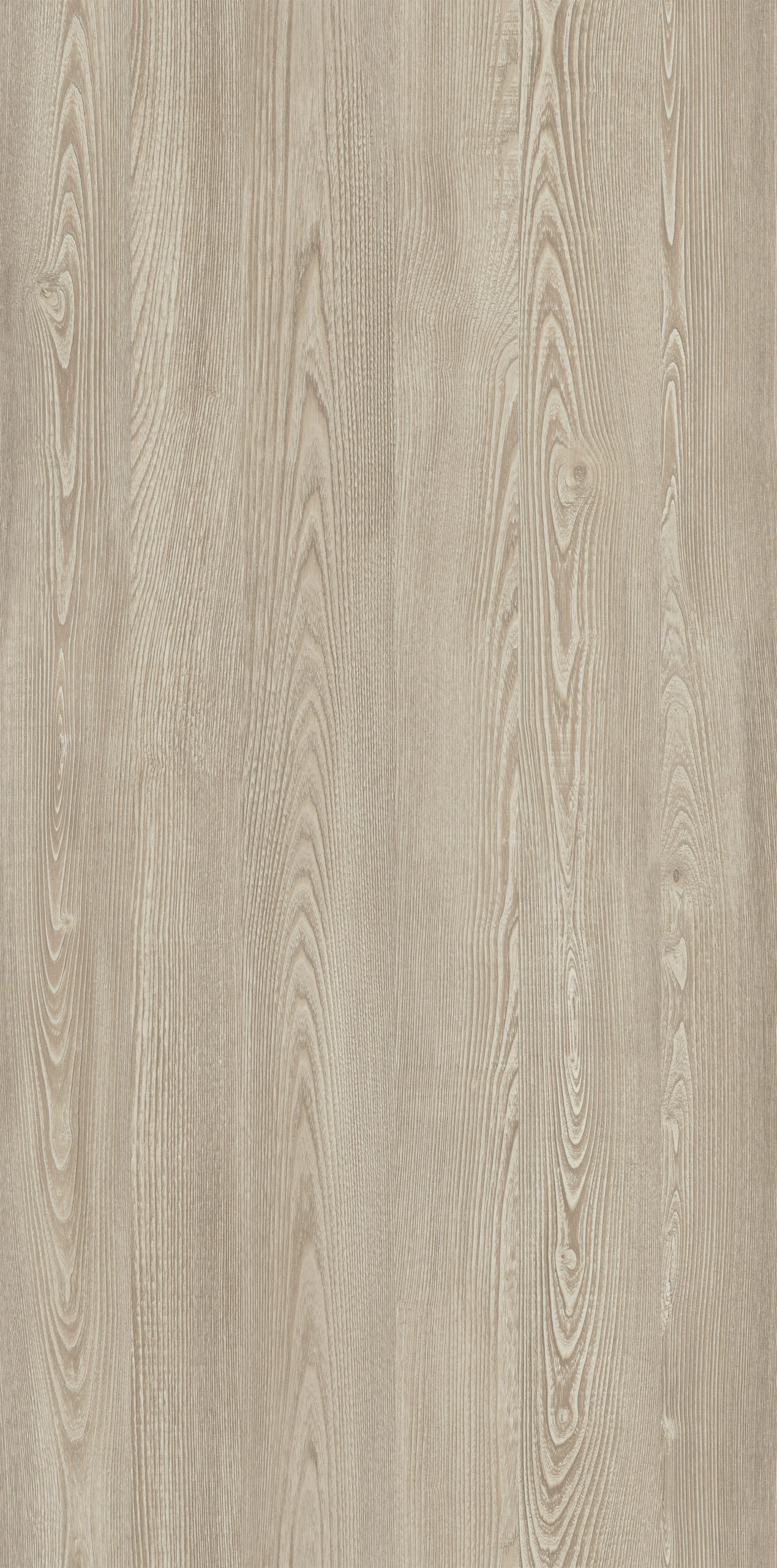 ITALIAN ELM