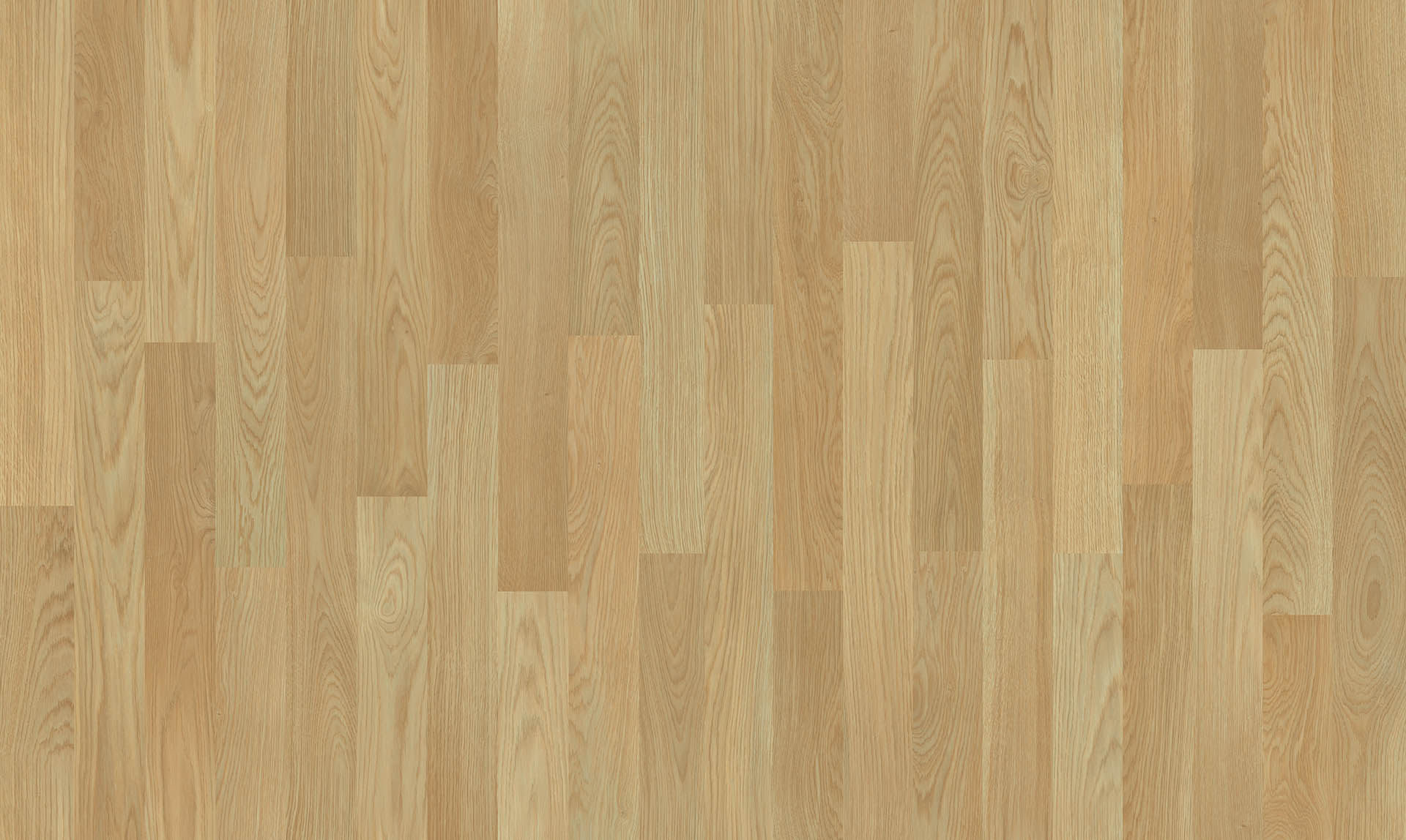 SALAMANCA OAK