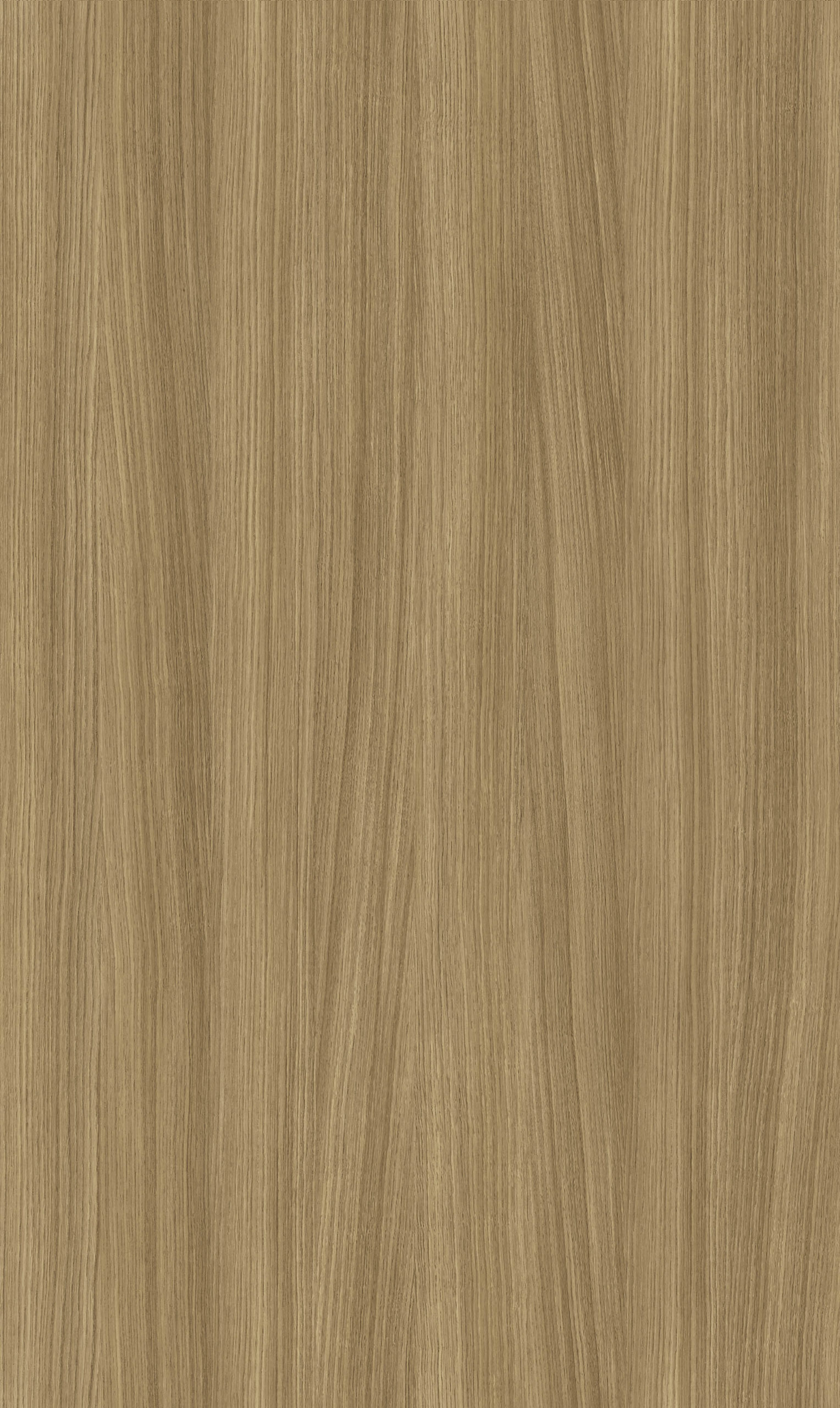 BARISTA OAK