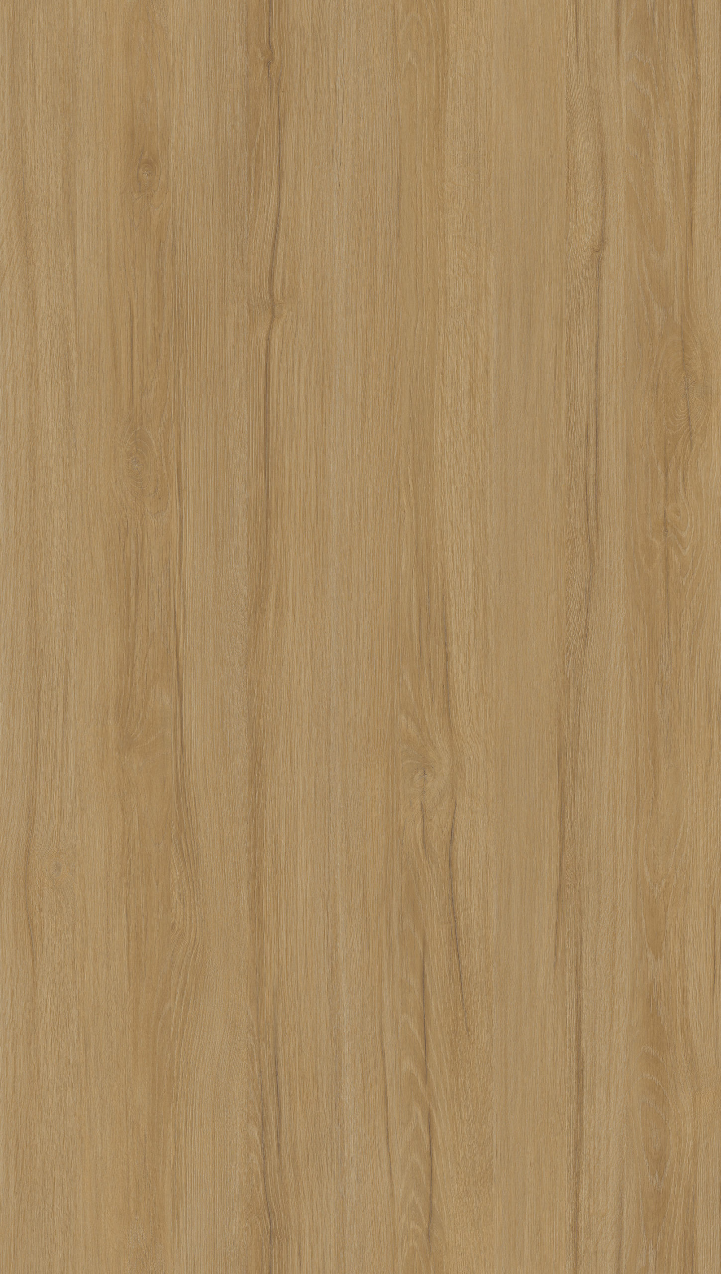 DINGO OAK